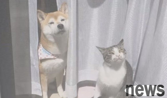 Good friends with cats and dogs bask in the sun by the door. It feels warm and comfortable