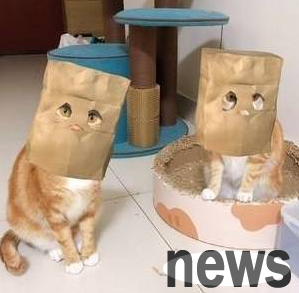 The cat wears a paper bag and pretends to be a robber. The owner surrenders with a smile. You don’t feel threatened if you want to rob.