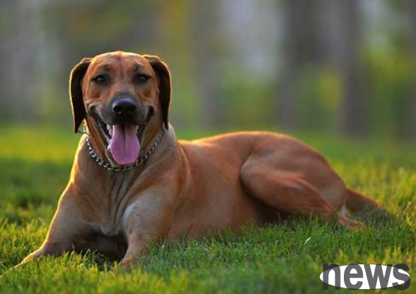 What do you know about feeding training methods for lion hunting dogs?