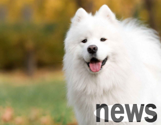 Is Samoyed afraid of thunder? There are answers here
