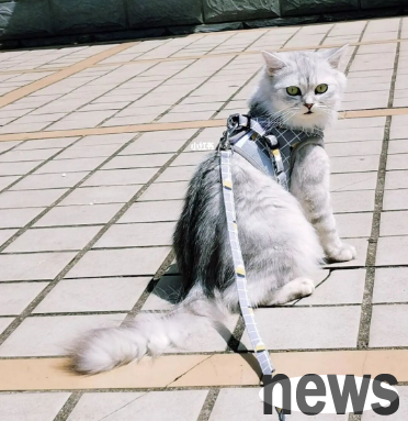 [Share of Cat Dry Products] After paying IQ with tears in my eyes...