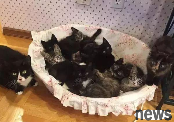 Stray cats fight for food desperately, and feed 9 kittens when they return to their cat s nest
