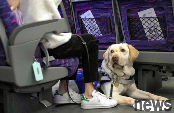 How to bring pets when taking a high-speed train? You need to know these methods