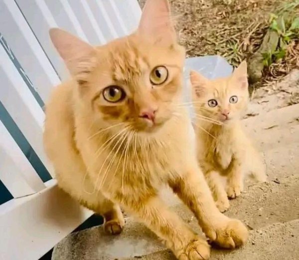 The stray cat mother takes her kids from door to door to ask for food. The two kittens are very healthy, but the cat mother is hungry