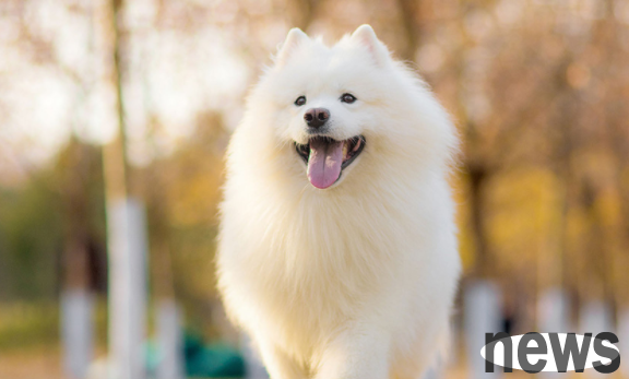 Will the dog match it in five minutes? This is the truth