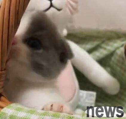I bought a little cat for 800 yuan, and after I got home, my mother was rewarded with 2,000 yuan. Netizens were laughing crazy