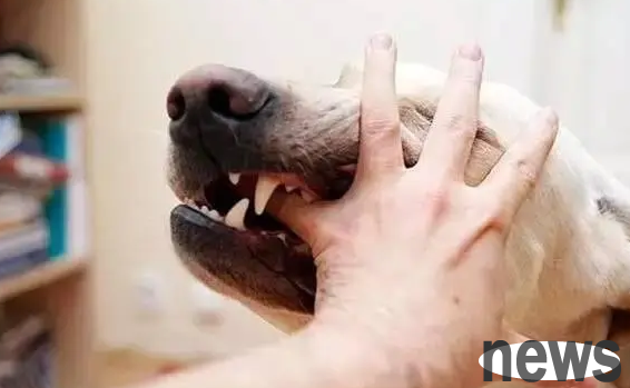 Do you need an injection if you get a bit of the epidermis caught by a dog? Come and get it