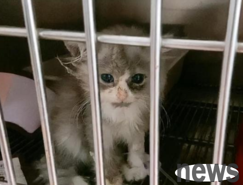 The kitten is about to be happy, but was rescued by a kind-hearted woman. She gave birth to a beautiful cat 8 months later