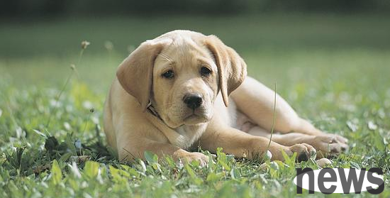 How to choose a healthy dog? I ll teach you a few tricks!