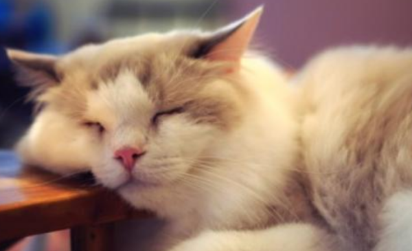 When a cat becomes lazy, it is really eye-opening!