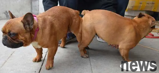 How many months does dogs usually get bred? It s also a lot of knowledge!