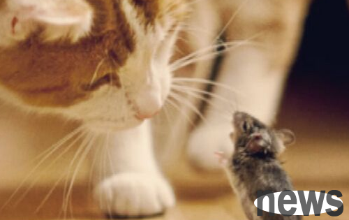 The girl raised a cat with a litter of kittens, but one was very weird. The girl widened her eyes after checking it