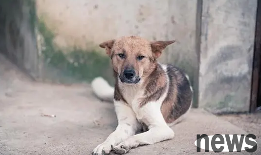 Can dogs buy insurance? Come and have a look!