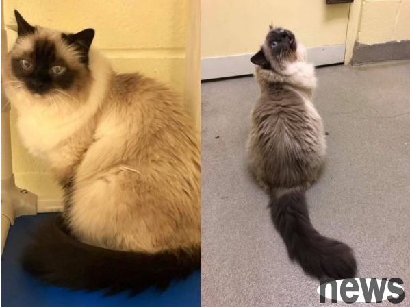 16-year-old cat sister escapes euthanasia and finds a new home to continue to have a happy cat life
