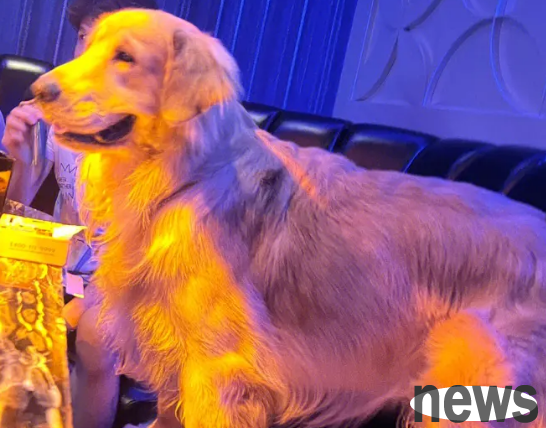 Can dogs go to KTV? Come and find out