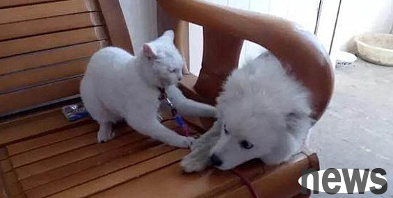 The owner took the dog to get a haircut. When he came back, the cat owner was very disgusted: Chouji, stay away from me.