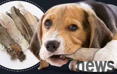 Can dogs eat rabbit ears? You definitely don t know