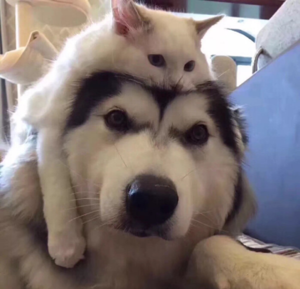 People who have never been exposed to cats may find cats  independent spirit a bit strange...