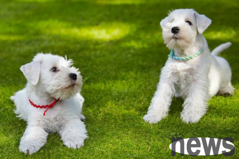 What dog doesn’t shed and doesn’t like to bark? No doubt a dream love dog!