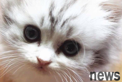 The owner lifted the cat up, and the kitten opened its teeth and claws in the air angrily.