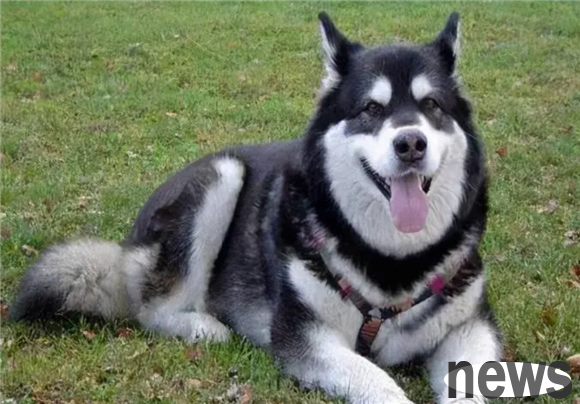 Who does the dog recognize as its owner? You will know after reading it