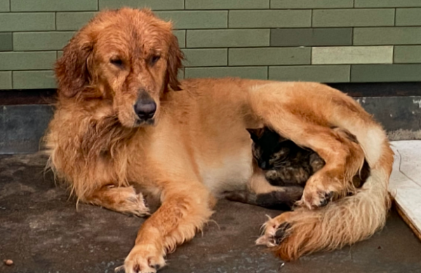 The golden retriever kept a stray cat as a pet. He gave all the delicious food to the cat and made him fatter than a domestic cat!
