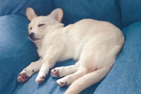 There is absolutely nothing wrong with a dog’s sleeping position depending on his personality!