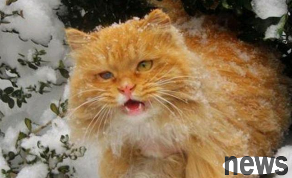 As the weather gets colder, stray cats love to hide under cars. They just want to stay warm and stay alive! don t hurt them