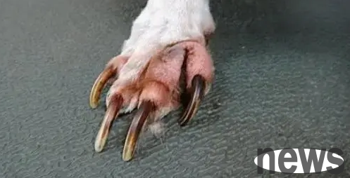 Will a dog heal on its own after being injured? The answer is as follows