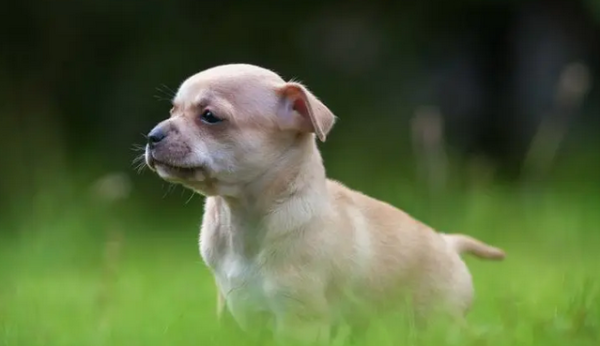 Why don’t cats and dogs spread the new coronavirus? I ll tell you the reason