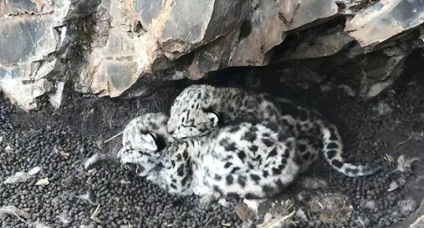 After Xinjiang herdsmen picked up two 