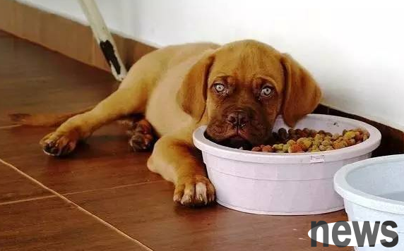 Dogs not eating may be due to these reasons!