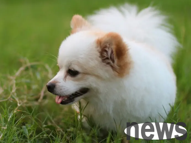 Why does my dog’s belly feel so hot? You will understand after reading it!