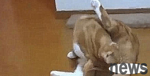 The orange cat was cleaning himself when he suddenly licked his butt, and the next second he lost his composure.