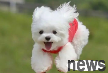 What s wrong with a puppy drinking its own urine? An article to answer your questions!