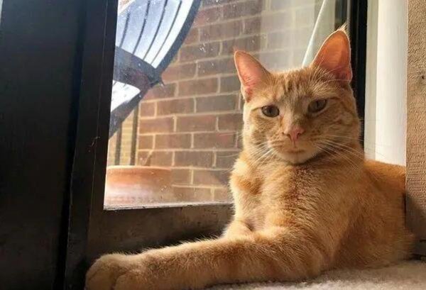 There is a strange notice on the refrigerator: Be careful before closing the door for cat claws!