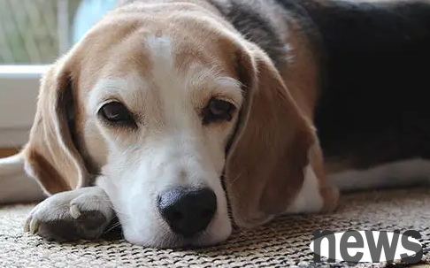 What should I do if my dog ​​has a cold and diarrhea? The shit shovel officer must know!