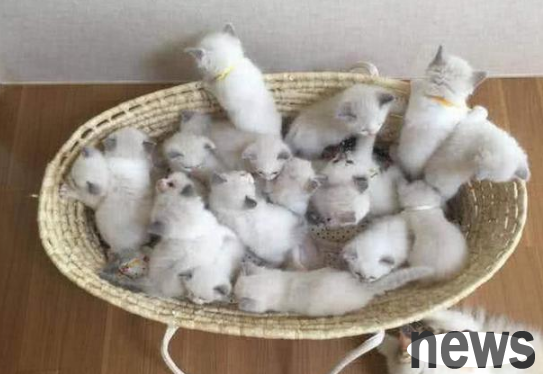 Mother cat gave birth to 19 kittens at once! The owner was overjoyed, but netizens joked: There are actually two male cats