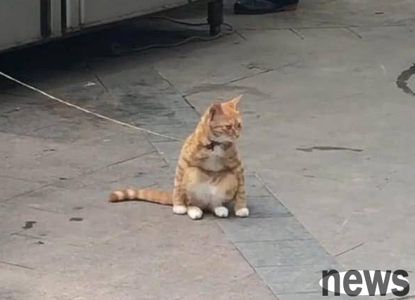 An orange cat was tied up on the roadside, but it made people a little curious. After getting closer and seeing it clearly, they were so happy that they couldn t stand up straight.