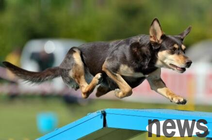 There are things that dogs cannot eat, so poop scavengers must pay attention~