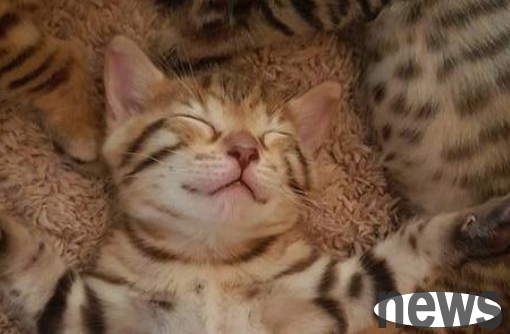 The little kitten was sleeping on the carpet with her arms and legs spread out, and the poop scraper pulled a paper towel to cover her belly, which was warm and cute.