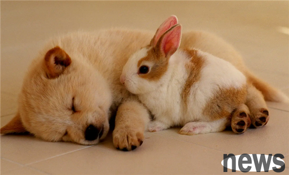 My dog ​​hasn’t opened his eyes for 16 days, is this normal?