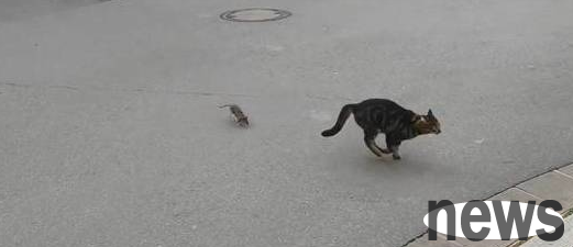 Have you ever seen a mouse catching a cat? An outrageous farce is taking place on the streets. Netizens: Real-life Tom & Jerry