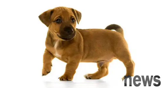 What breeds of brown dogs are there? Let’s find out together