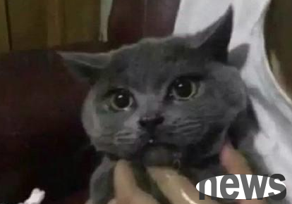 The cat accidentally ate some chili sauce at home, and it was so spicy that it shed tears!
