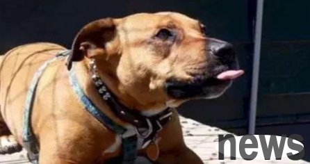 When you meet a dog, there are four things you should not do, or you will be chased and bitten!