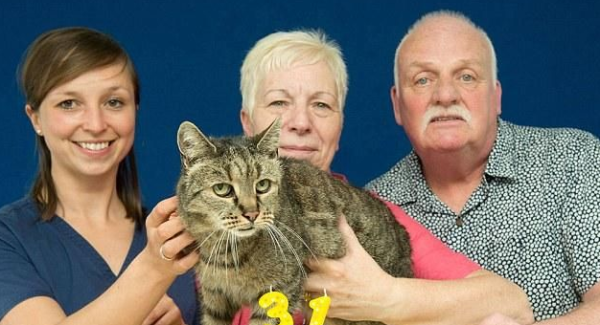 31-year-old cat may become the world s oldest cat on birthday