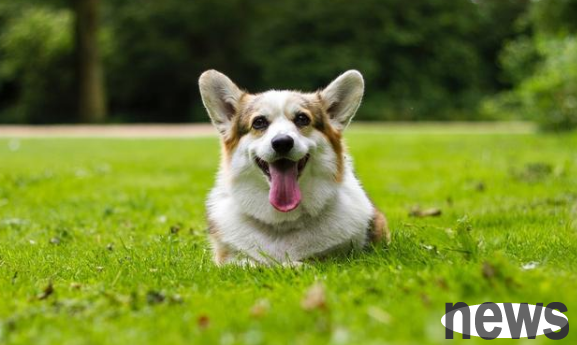 6 strange behaviors that dogs do, see if your dog is 