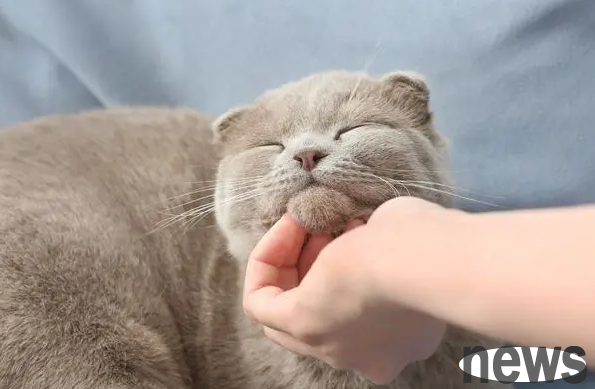 In order to get pregnant, the owner kept the two cats together. After one night, he felt that he had gone to the wrong set.