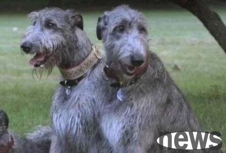 Among the six rarest pet dogs in the world, the third is in China and the first is adorable!